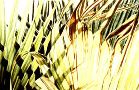 Palm